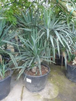 Palmlelie (Yucca Gloriosa) -PlantenPracht Winkel yucca gloriosa boomvorm c130