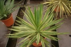 Palmlelie (Yucca Gloriosa 'Variegata') -PlantenPracht Winkel yucca gloriosa variegata 2