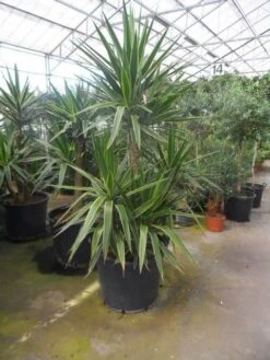 Palmlelie (Yucca Gloriosa 'Variegata') -PlantenPracht Winkel yucca gloriosa variegata 150 200 c110 1