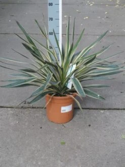 Palmlelie (Yucca Gloriosa 'Variegata') -PlantenPracht Winkel yucca gloriosa variegata c10 2