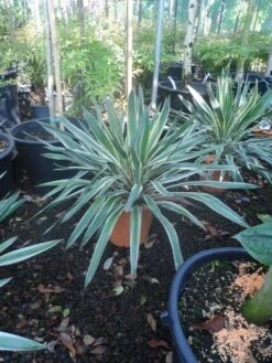 Palmlelie (Yucca Gloriosa 'Variegata') -PlantenPracht Winkel yucca gloriosa variegatum c10 1
