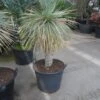 Palmlelie (Yucca Rostrata) -PlantenPracht Winkel yucca rostrata 70stam c70 1