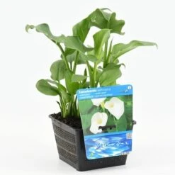 Moerasaronskelk (Zantedeschia Aethiopica) -PlantenPracht Winkel zantedeschia aethiopica 18x18 20180510101125 m 13460
