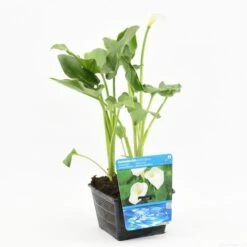 Moerasaronskelk (Zantedeschia Aethiopica) -PlantenPracht Winkel zantedeschia aethiopica s e 13460 p18