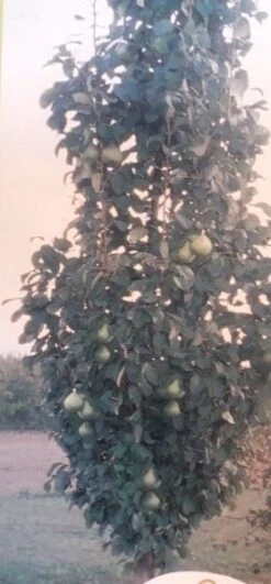 Zuil-peer (Pyrus Communis 'Obelisk') -PlantenPracht Winkel zuil peer pyrus communis obelisk pyrus communis obelisk c8d 2 2
