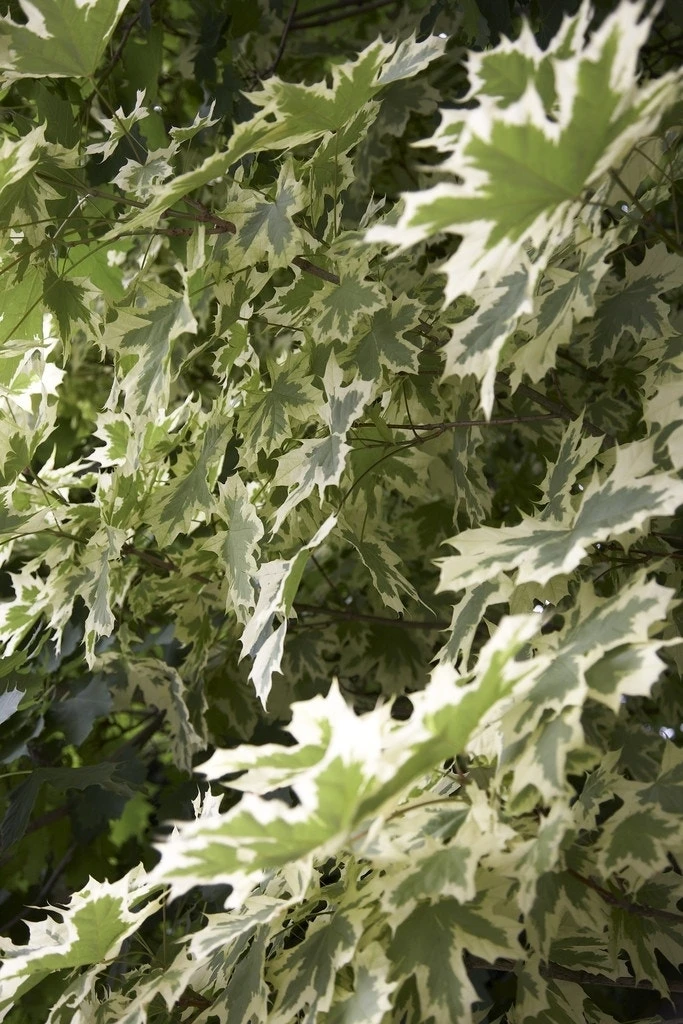 PlantenPracht Winkel -PlantenPracht Winkel acer platanoides drummondii 2 1