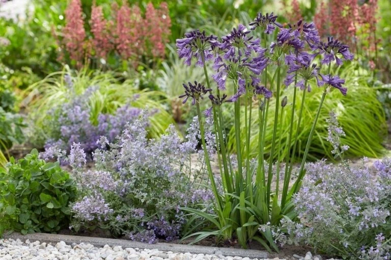 PlantenPracht Winkel -PlantenPracht Winkel poppinpurple05 768x512 1